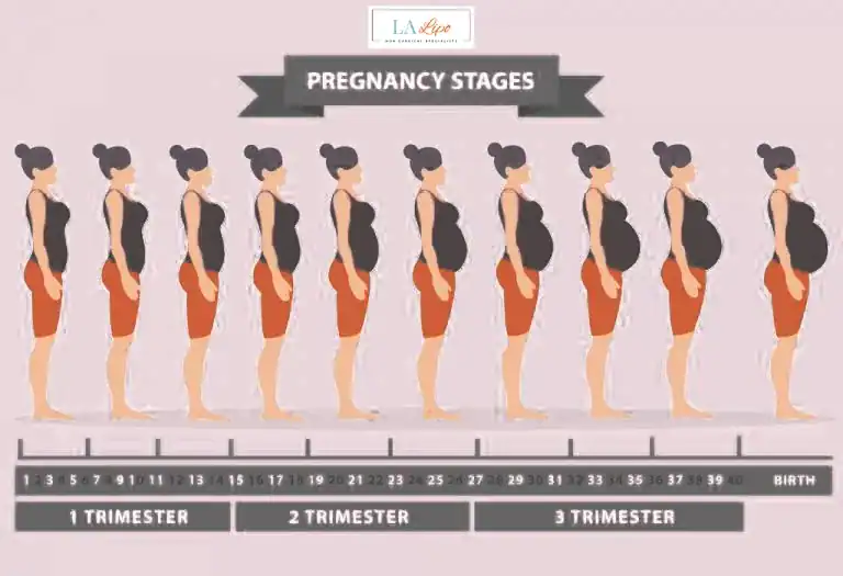 First Trimester (Weeks 1–12): Early Changes You Might Not Notice Morden